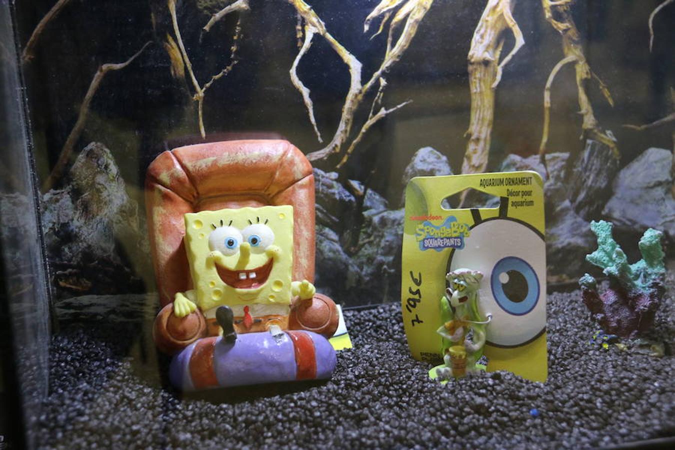 Axolotl, una tienda de mascotas diferente