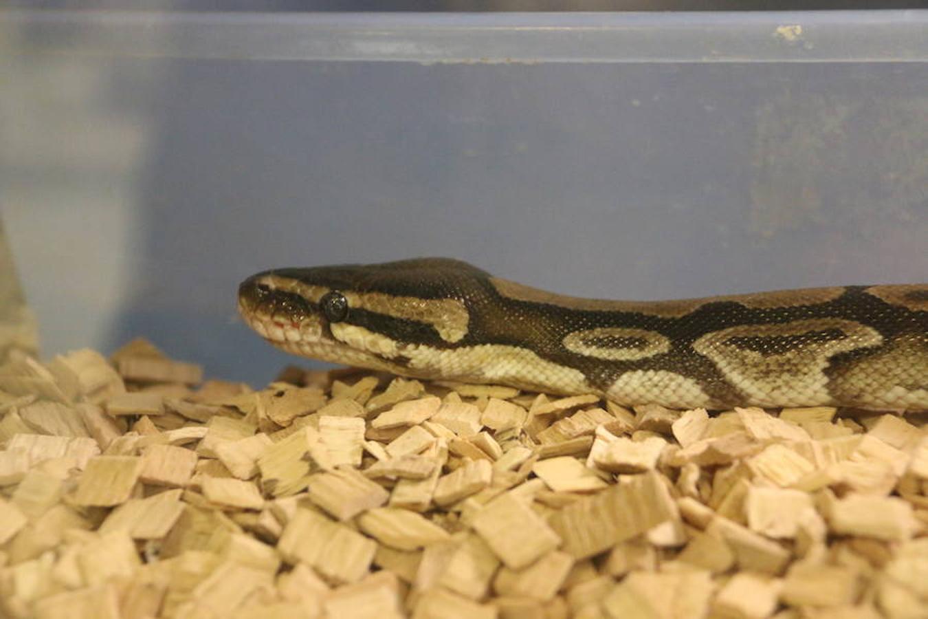 Axolotl, una tienda de mascotas diferente