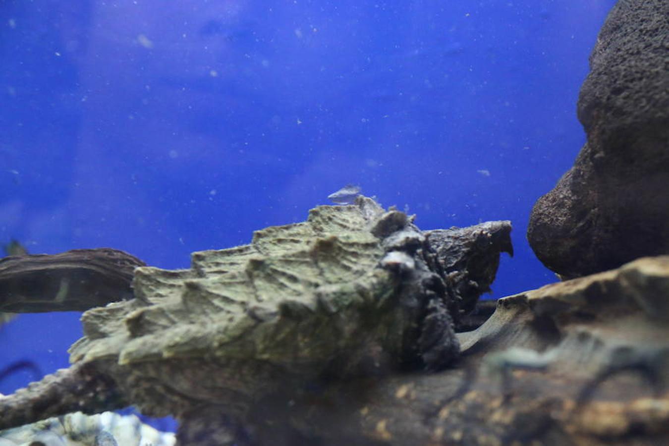 Axolotl, una tienda de mascotas diferente