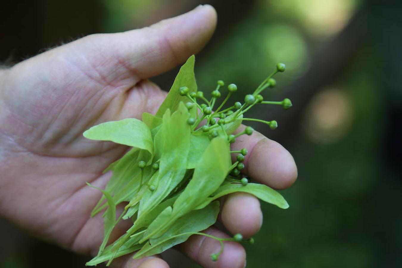 Picos (increíbles) de Europa