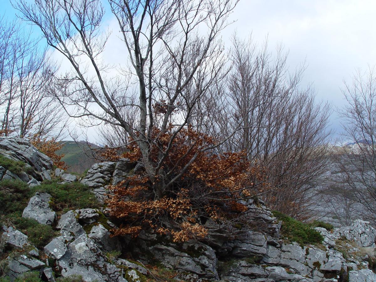 Subida al Pico Susarón