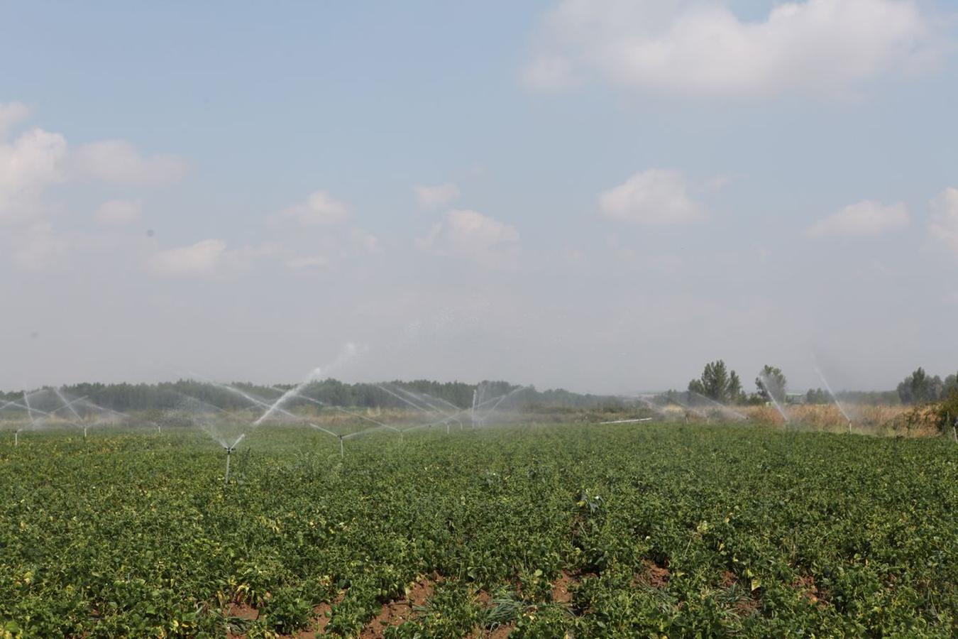 Cultivo de alubias en el que se estudia como combatir la enfermedad de la grasa