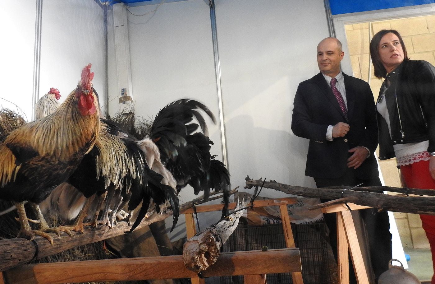 Gallos únicos, moscas únicas