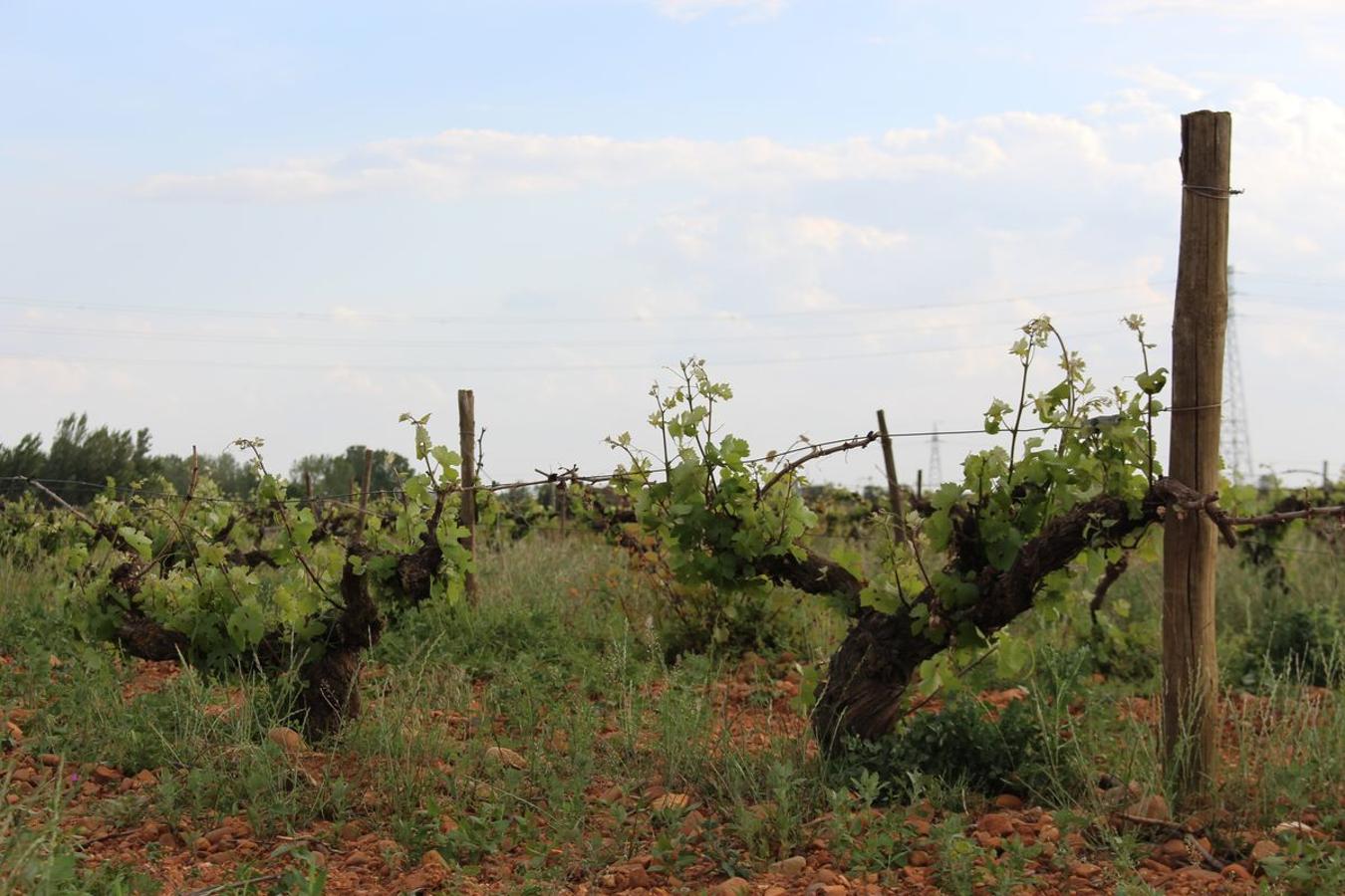 Cuarta generación, la misma pasión