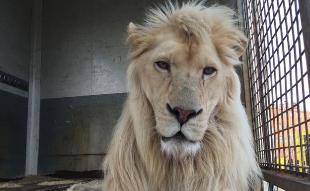 León encerrado en un circo que visitó la capital.