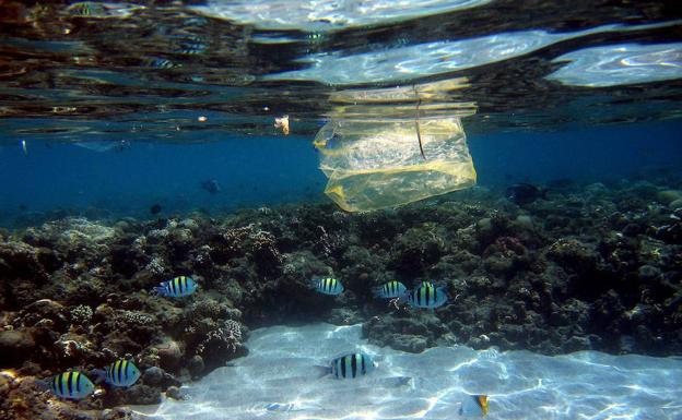 Una bolsa de plástico, entre peces, en el mar Rojo. 