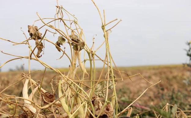 El PSOE acusa al PP de «obstaculizar» la incorporación de jóvenes al sector agrario