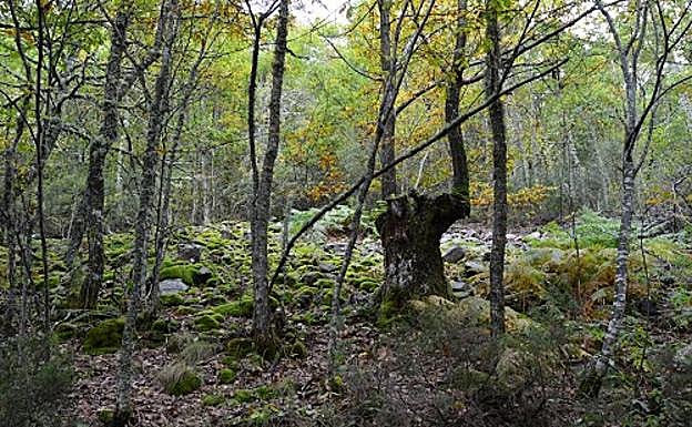 Montes de Palacios del Sil. 
