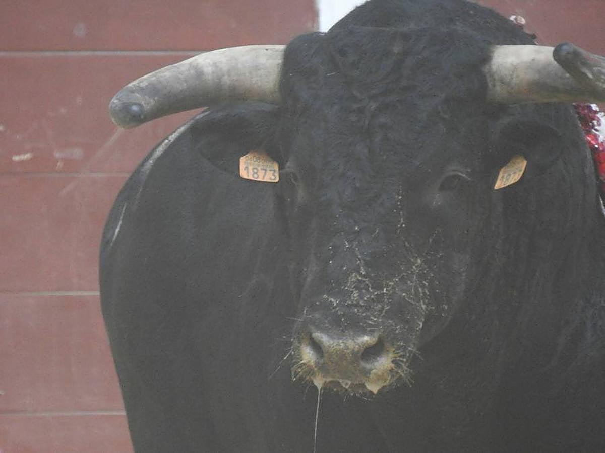 Las mejores imágenes de la corrida de rejones (I)