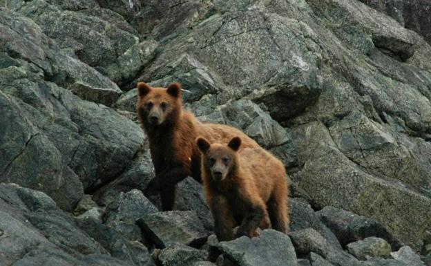 Ejemplares de oso pardo. 