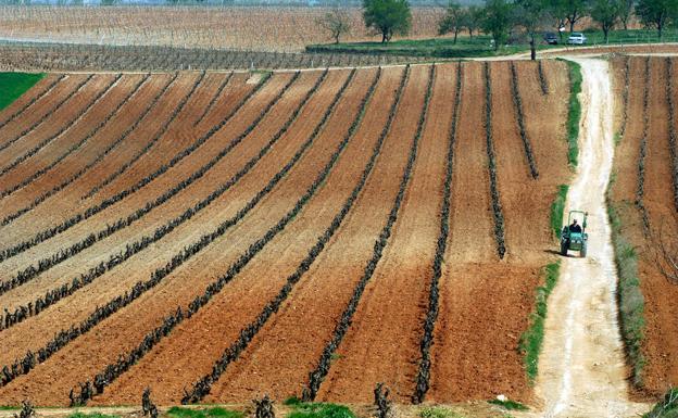 Viñas en San Asensio (La Rioja)