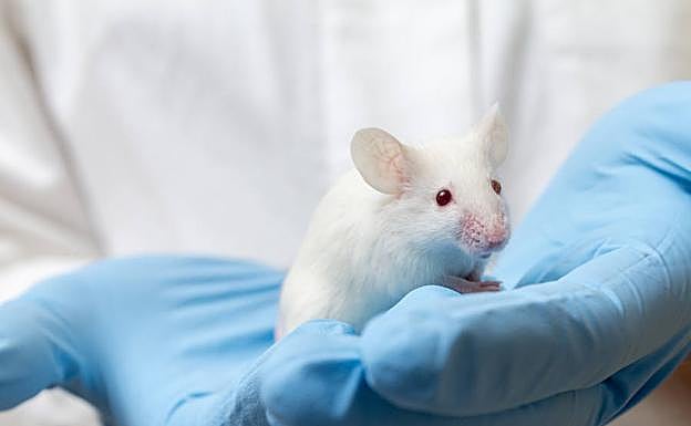 Los ratones sin olfato permanecen delgados.