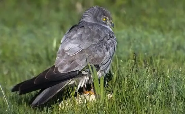 Las hembras más agresivas de aguilucho cenizo se reproducen mejor que las tímidas