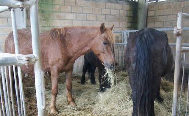 Los detenidos por el caso de la carne de caballo fraudulenta se elevan a 65