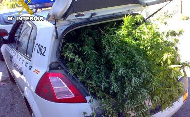 Detenidos dos ancianos por traficar con marihuana.