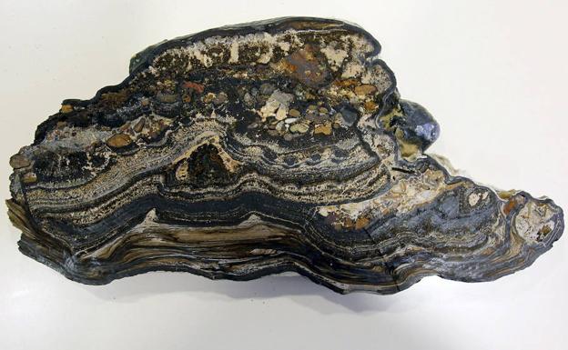 Corte de una muestra de estromatolitos fósiles.