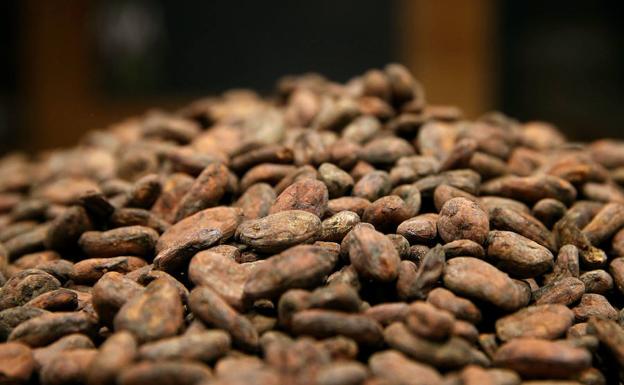 Vainas de cacao. 