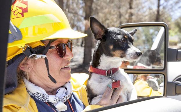 Una mujer sostiene a un perro. 