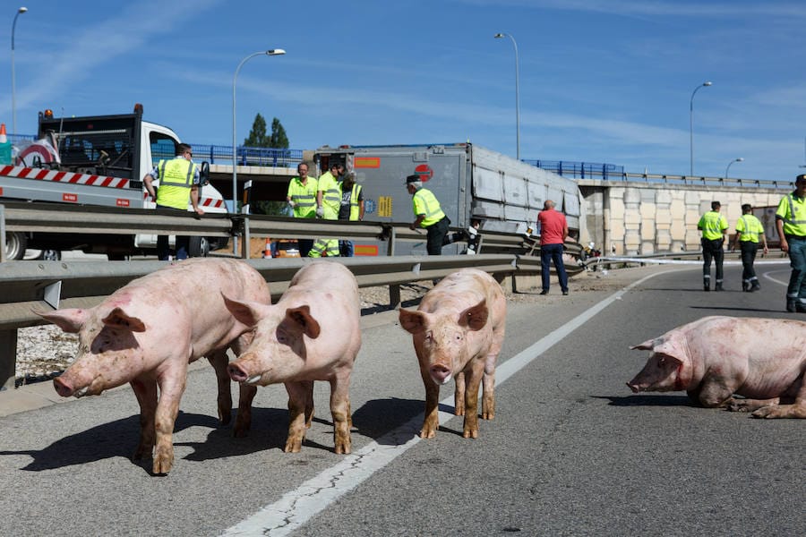 Accidente de un camión con cerdos en Soria