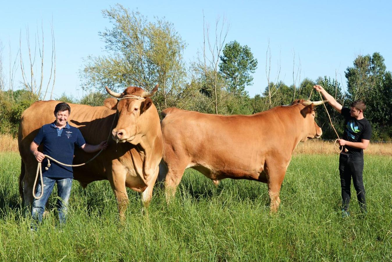 Bueyes de calidad
