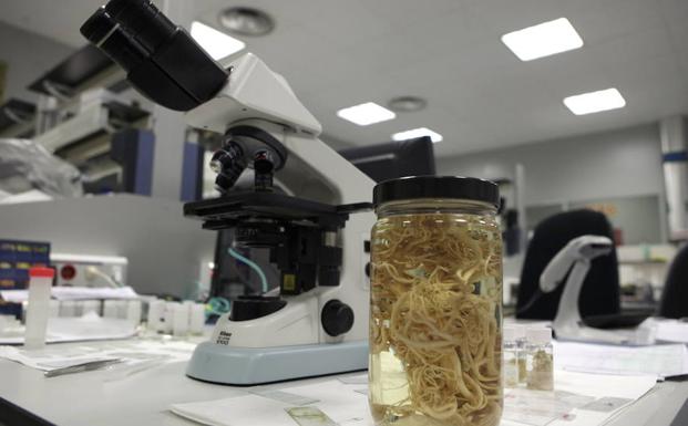 PharmaMar, el único laboratorio español que estudia el poder curativo de la biodiversidad marina. 