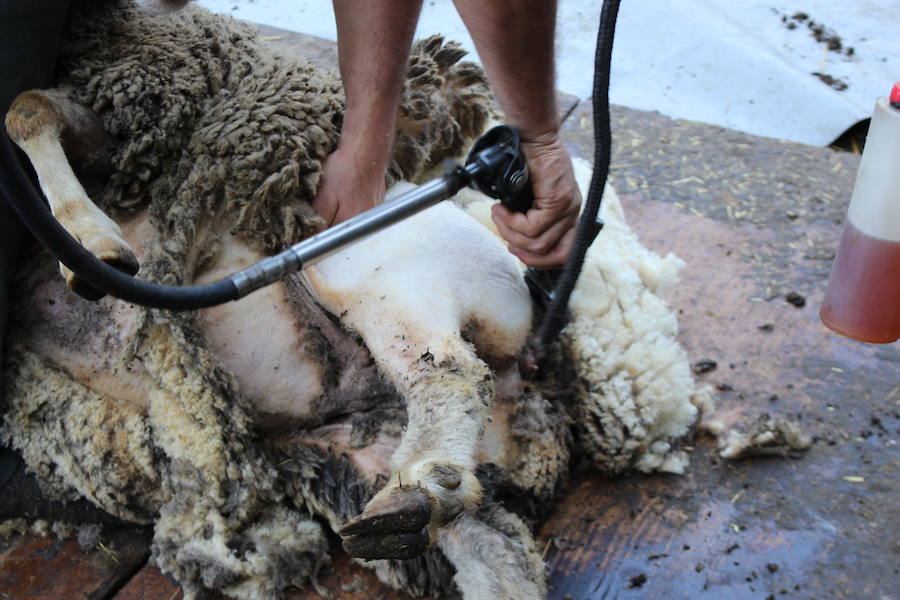 El arte de esquilar ovejas