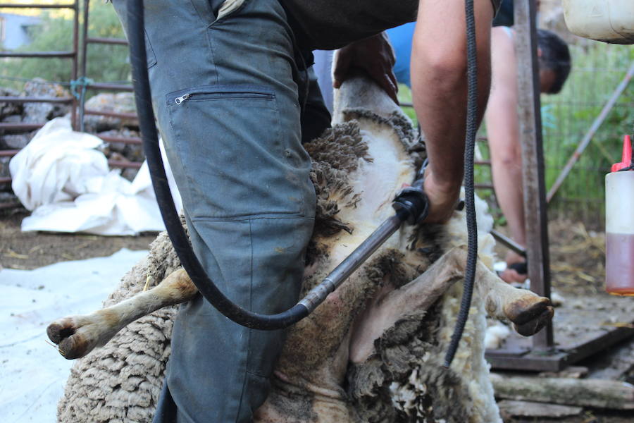 El arte de esquilar ovejas