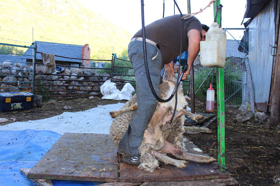 El arte de esquilar ovejas