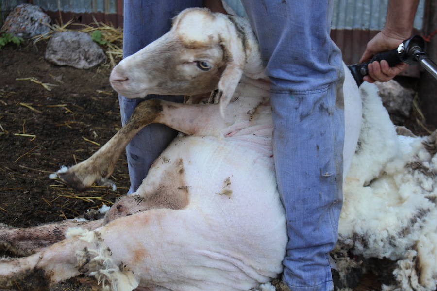 El arte de esquilar ovejas