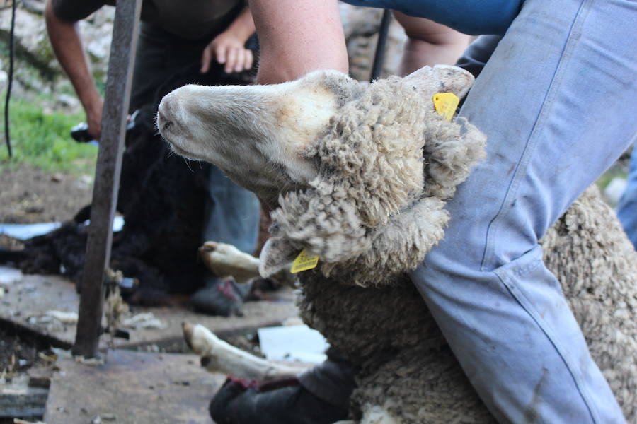 El arte de esquilar ovejas