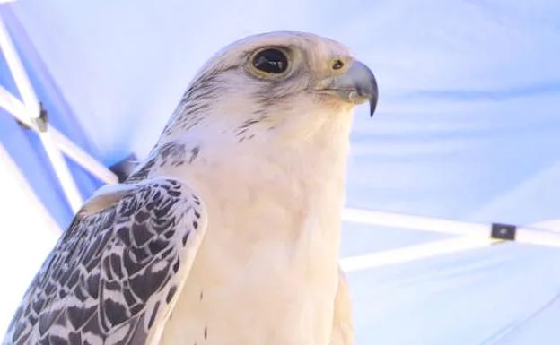 Imagen. Una de las aves de la muestra de Águilas de Valporquero.