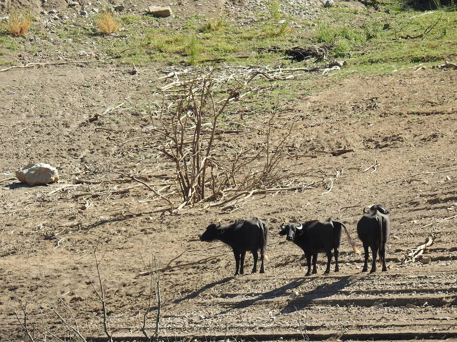 Búfalos en Riaño