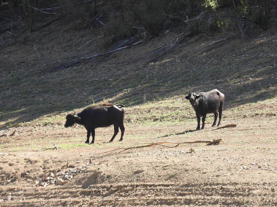 Búfalos en Riaño