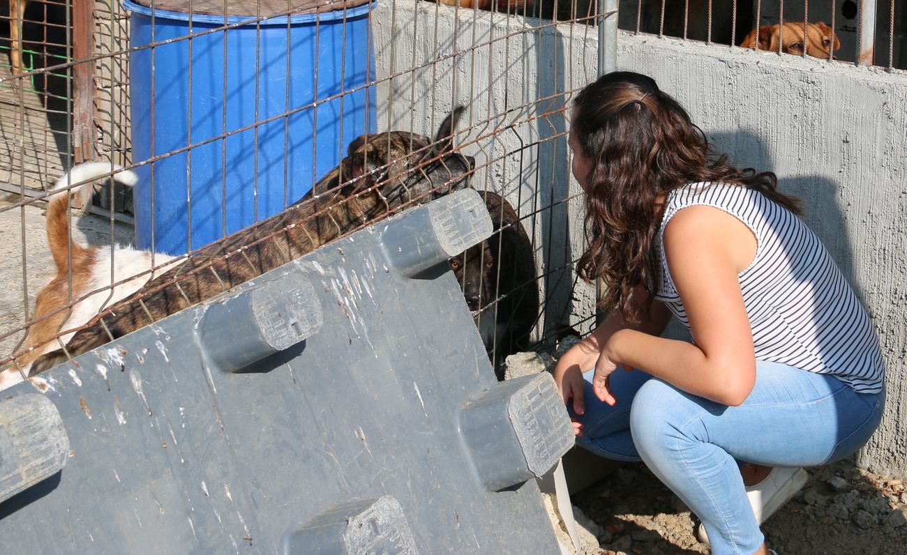 León mima a sus perros