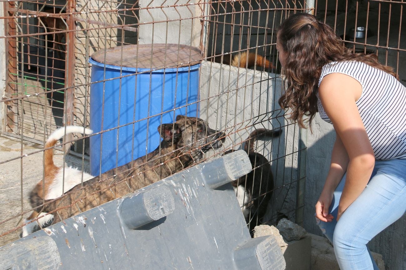 León mima a sus perros