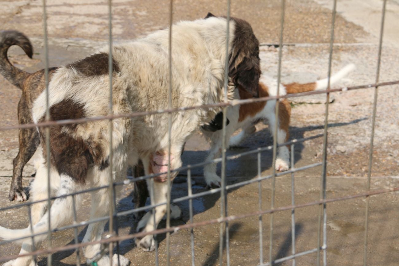 León mima a sus perros