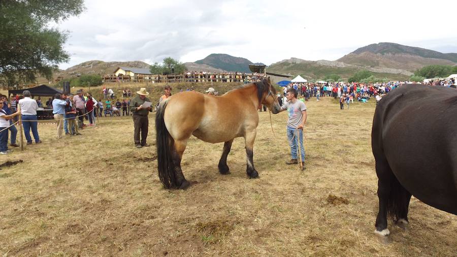 Hispano Bretón, una raza de montaña