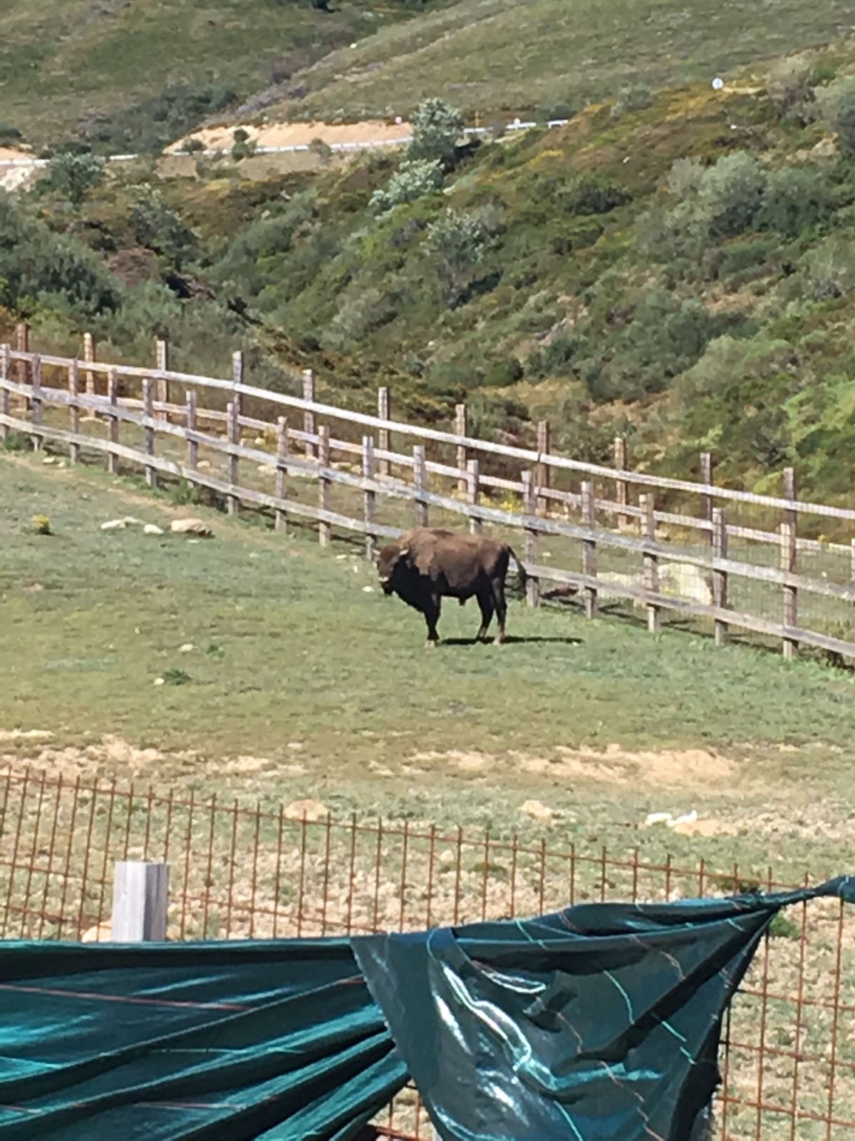 Un bisonte anda suelto