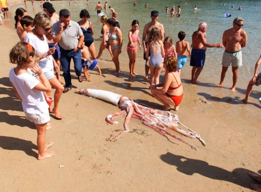 El cefalópodo causó gran expectación entre los bañistas que no dudaron en acercarse a tocarlo y sacarle fotografías