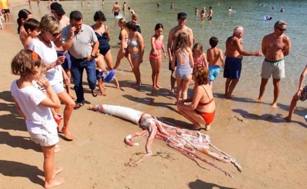 Un calamar gigante en la costa asturiana.