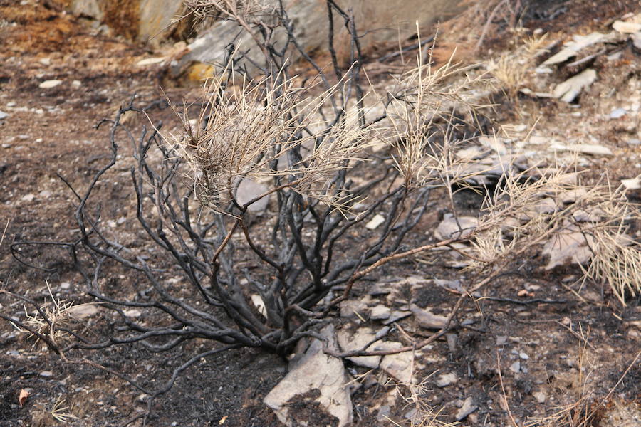 La Cabrera, la desolación tras el fuego