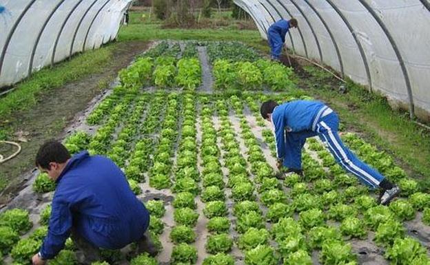 Agricultura ecológica. 