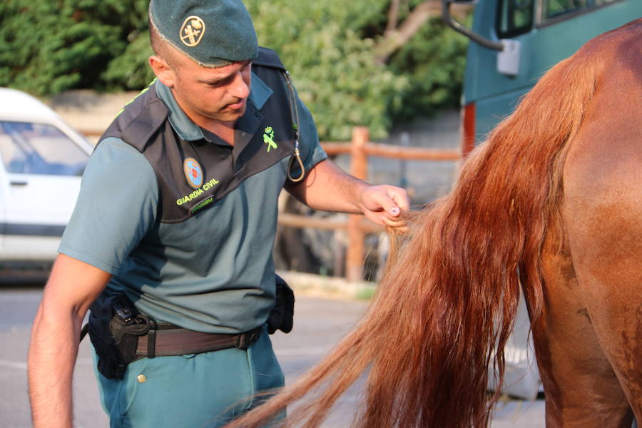 El caballo, mejor amigo de la Guardia Civil