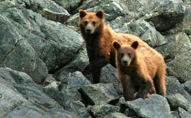 Dos osos pardos en los Picos de Europa.