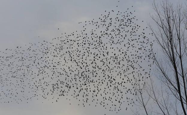 Cientos de estorninos vuelan en el cielo de Ponferrada. 