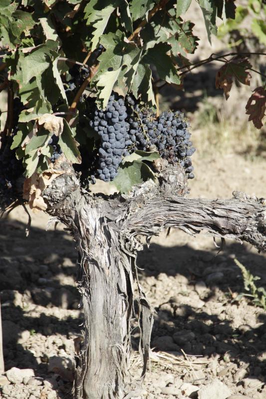 Fotos: El general Manuel Gorjón, embajador de los vinos de Dehesa de los Canónigos