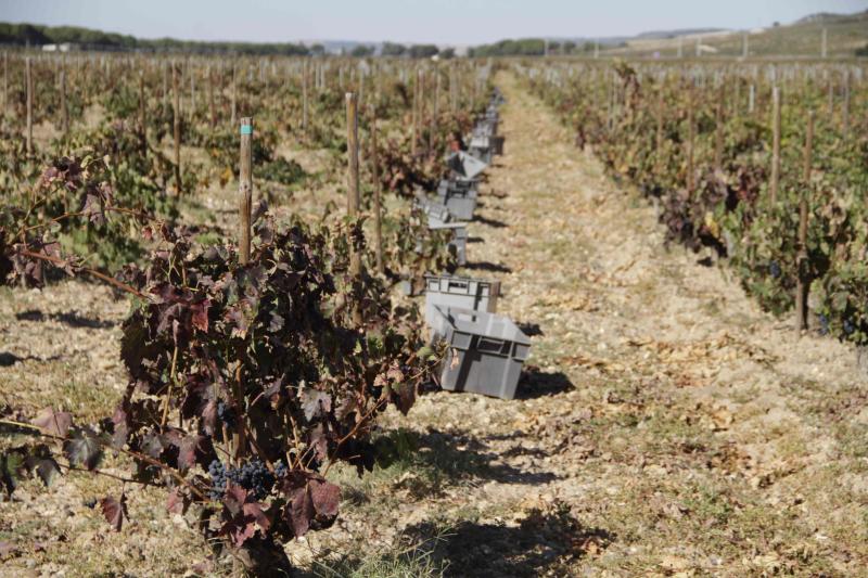 Fotos: El general Manuel Gorjón, embajador de los vinos de Dehesa de los Canónigos