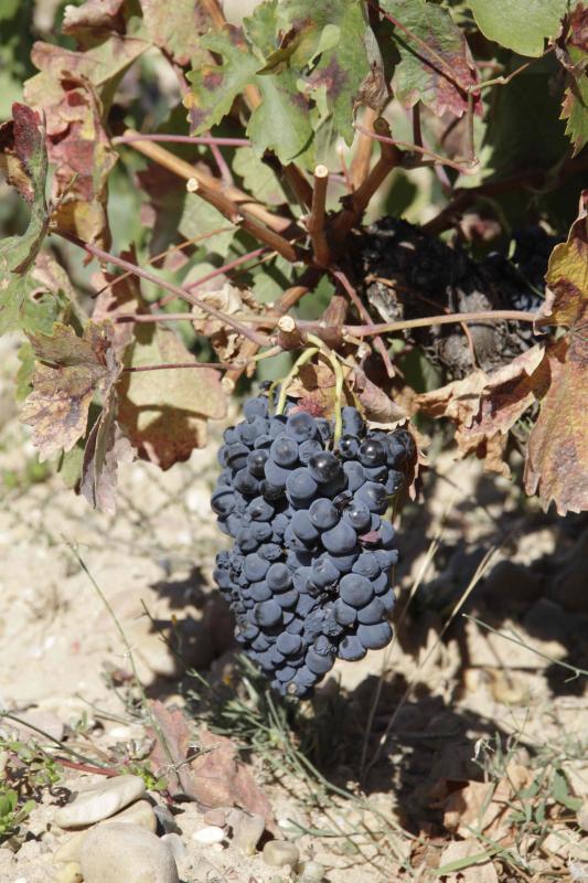 Fotos: El general Manuel Gorjón, embajador de los vinos de Dehesa de los Canónigos