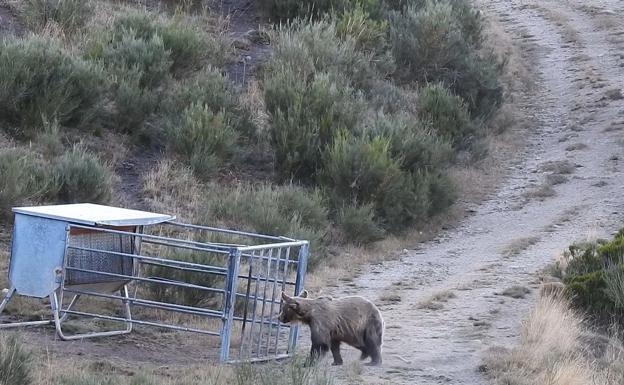 Los plantígrados alimentándose del pienso en una finca de León.