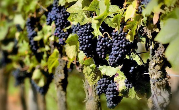 El sector vitivinicola, uno de los más afectados este año.